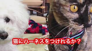 猫にハーネスをつけてみた♪