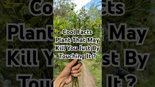 A Plant That May Kill You By Touching It and Cool Facts  🤔