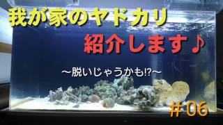 【海水水槽＃06】我が家のヤドカリ紹介します♪