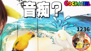 オカメインコの歌・ミッキーマウスマーチが音痴過ぎた！Cockatiel Singing Mickey Mouse March 1236