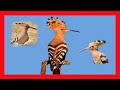 Eurasian Hoopoe Song! Eurasian Hoopoe Call!  Eurasian Hoopoe Sound! - Abubilla Canto - Upupa Epops