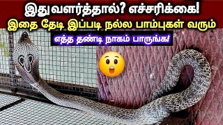 எத்த தண்டி  நாகம் | இது வளர்த்தால் இதைத் தேடி நல்ல பாம்புகள் வரும் இதை விழுங்கி படுத்திருந்த பாம்பு