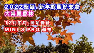 【聖誕，新年假期好去處－大棠紅葉】楓香林 | Mini 3 Pro 航拍大棠紅葉楓香林 | 12月中旬開始轉紅