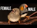 Zebra Finches Gender Identification | How to identify Male & Female #zebrafinch #gender #finch