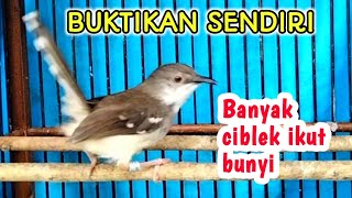 BUKTIKAN SENDIRI, Banyak ciblek ikut bunyi dengar suara ciblek gacor ini/ pancingan ciblek