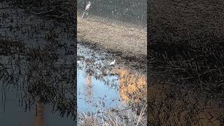 シラサギ　White egret searching for food