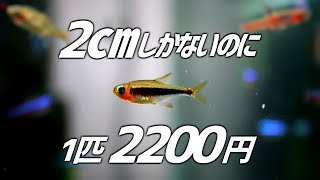 珍カラの代表格。1匹2198円の超高級小型魚を遂に導入！#175【アクアリウム】