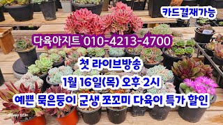 1월 16일(목) 오후 2시 첫 러이브 방송 다육아지트 010-4213-4700 예쁜 다육이 착한가격