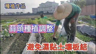 [種植作品]10_8 蒜頭種植除草與施肥調整 綠化環境效果與小番茄進入開花結果期作為