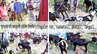 টাঙ্গাইলে বিখ্যাত ছাগলের হাট,কদমতলী || Tangail famous goat market, Kadamtali