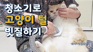 집사 생일선물로 고양이 미용기 선물 받았어요! 집사의 엄마찬스 럽마이펫 5in1 스마트 진공 미용기 리뷰