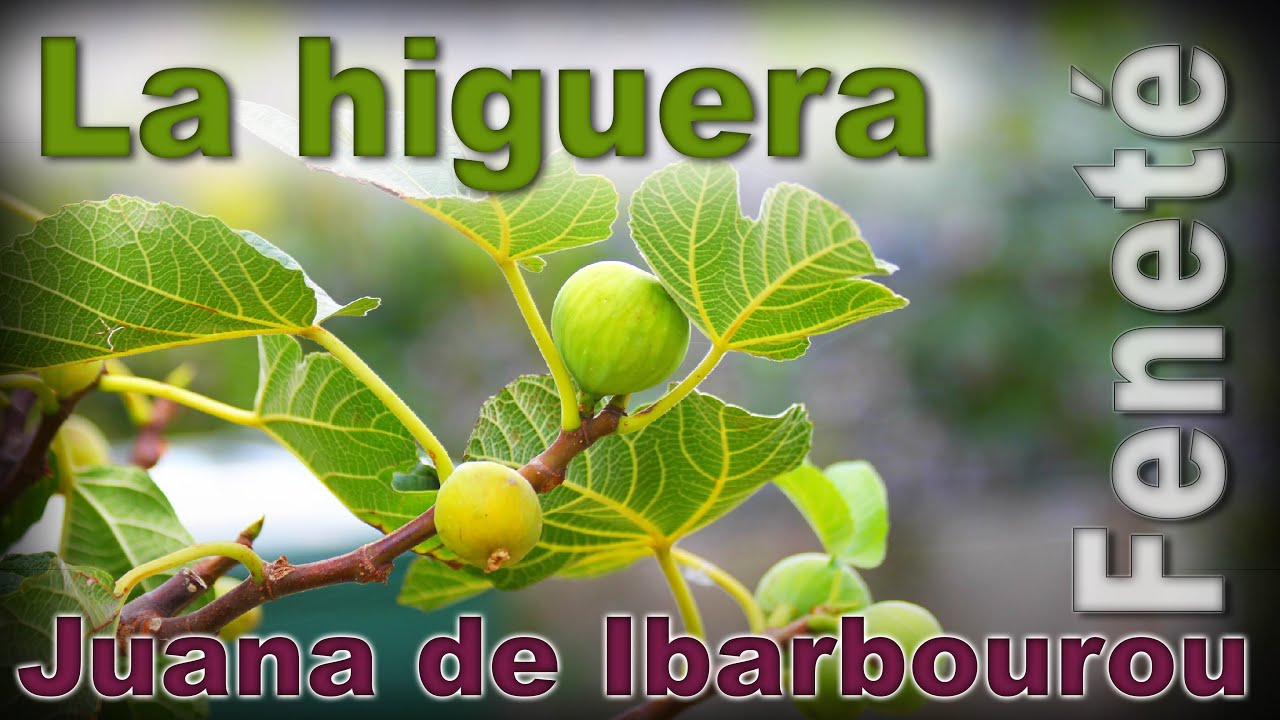 QUE HERMOSO POEMA!!! La Higuera JUANA DE IBARBOUROU - Recitado Por ...