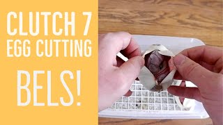 Cutting a clutch of ball python eggs | Mojave x Crystal and Bamboo Mojave