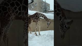 アミメキリン　冬の旭山動物園 / Reticulated Giraffe in Asahiyama Zoo.