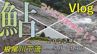 【Vlog】根尾川下流　短時間釣行でついに・・・・