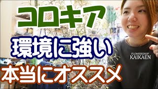 コロキア　本当にオススメ　環境に強い　必ず外で　育てて下さい　植物家族　販売中【おうちでガーデニング】開花園チャンネル