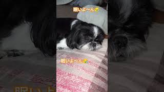 仲良くシーズー🐾クッキー眠いよ〜ん😪🐾