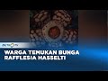 Warga Musi Rawas Temukan Bunga Rafflesia Hasseltii Sedang Mekar di Celah Bebatuan