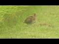 オオジシギ夏羽～冬羽150730茨城県