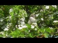 common whitethroat bird singing a beautiful song chant de la fauvette grisette