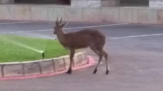 Deer Pants for Water