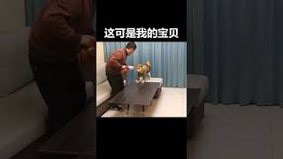 哆哆同学 狗：酒里乾坤我最知道 #宠物成精了  2022#Short#