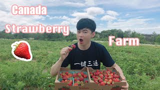 夏天摘草莓攻略 | 加拿大哈利法克斯Kennie's Strawberry Farm | Zander ming