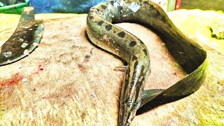 Vaam Eel Fish Cutting Video!! Amazing Fish Cutting Bye Mh Fish Cutting Video