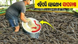 କିପରି ହୋଇଥାଏ ସାପଚାଷ | Snake farming |