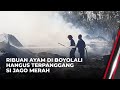 Ribuan Ayam Hangus Terpanggang di Boyolali, Pemilik Malah Rugi Ratusan Juta | OneNews Update