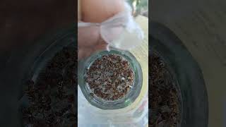 સોન માખી મારવા દવા ની અસર |MARVEL FRUIT FLY TRAP