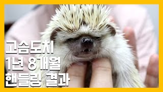 사람 싫어하는 고슴도치 1년 8개월간 핸들링 결과 [냥이아빠]