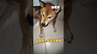 養到難伺候的柴犬，鏟屎官可以後悔嗎🤣🤣🤣🤣🤔🤔P.S.配音版權為tiktok創作者「賣龜港花枝丸」所有 #柴犬 #狗狗 #萌宠 #funny #dogvideo