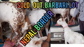 Alham Dulillah Sold Out Barbari Lot Nepal Border.