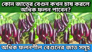 বেগুনের উচ্চ ফলনশীল জাত | কোন জাতের বেগুন কখন চাষ করলে- অধিক ফলন পাবেন? | Brinjal Varieties