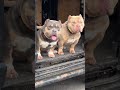 american micro bully dog