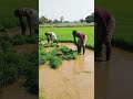 రైతు కష్టం 🌾🌾🙏🙏 shorts farming farmer mari farmer blogs రైతులకు సపోర్ట్ చేద్దాం😭🙏😭🙏😭