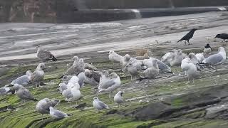 Iceland Gull - Leven - Fife - 12/01/2025