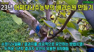 23년배과수원만들기 145 - 두꺼운 1년차 결과지 유인시 유용한 8자매듭 #8자매듭 #결과지 #유인 #호밀 #무경운 #초생재배 #나주배 #신고배 #어쩌다나주농부 #나주배가족농장