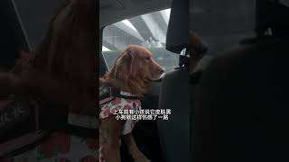 上車前有人說小狗的皮膚黑，它就這麽難受了壹路...#dog #funny #shorts