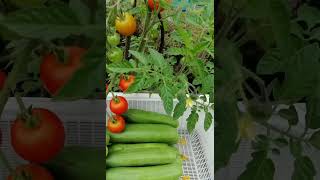 ORGANİK DOMATES VE SALATALIK #shortvideo #2023 #organik#domates#salatalık