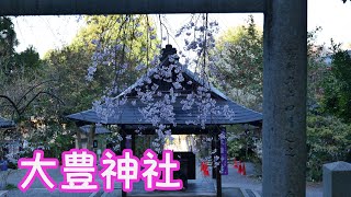 【京都観光】Kyoto Japan　大豊神社の桜　　京都観光スポット、京都の春