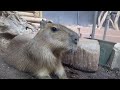 【capybara they will swim after this eating well capybara siblings interacting