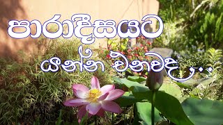 හැමදේම තියෙන මගේ ගෙවත්ත .Gardening in Rural Sri Lanka