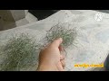 เคราฤาษี วิธีทำให้เคราสวย เส้นไม่ดำ เส้นไม่แห้ง เคราฤาษี spanish moss เพาะปลูก channel