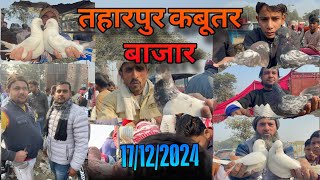 तहारपुर कबूतर बाजार Tharpur Kabootar bajar 17/12/2024