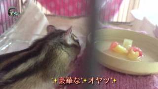 【シマリス🐿】2016.8-1 やっぱり『種』派💕