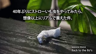 昭和なあの頃、喫茶店で絶対にやったストローいも虫。40年ぶりにやってみたら、想像以上にリアルで震えた件。Straw Wrapper Worm