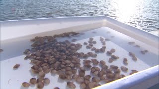 サルボウの稚貝　約１００万個放流～赤潮原因のプランクトン捕食　佐賀・有明海