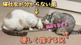 猫社会を知らない元捨て猫の弟にいつまでも優しく接する兄猫に感謝